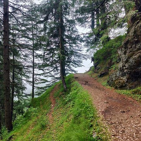 Neha Homestay Shimla Exteriör bild