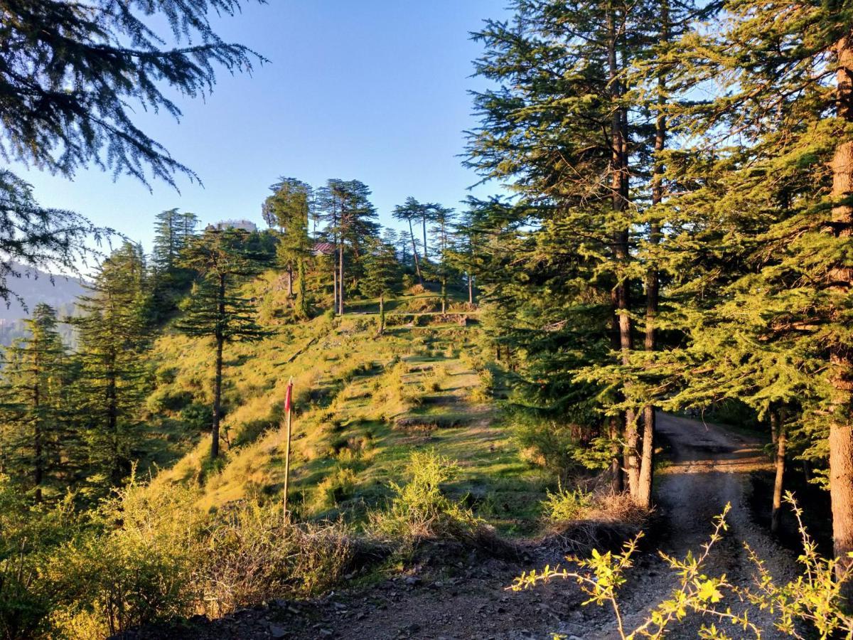 Neha Homestay Shimla Exteriör bild