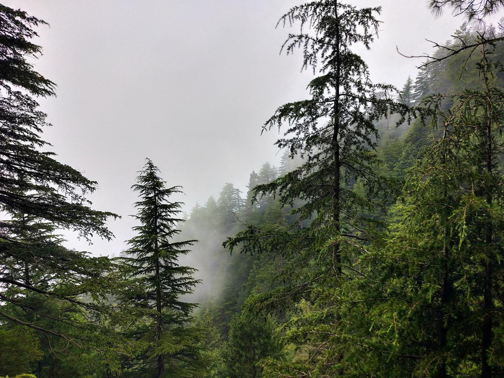 Neha Homestay Shimla Exteriör bild