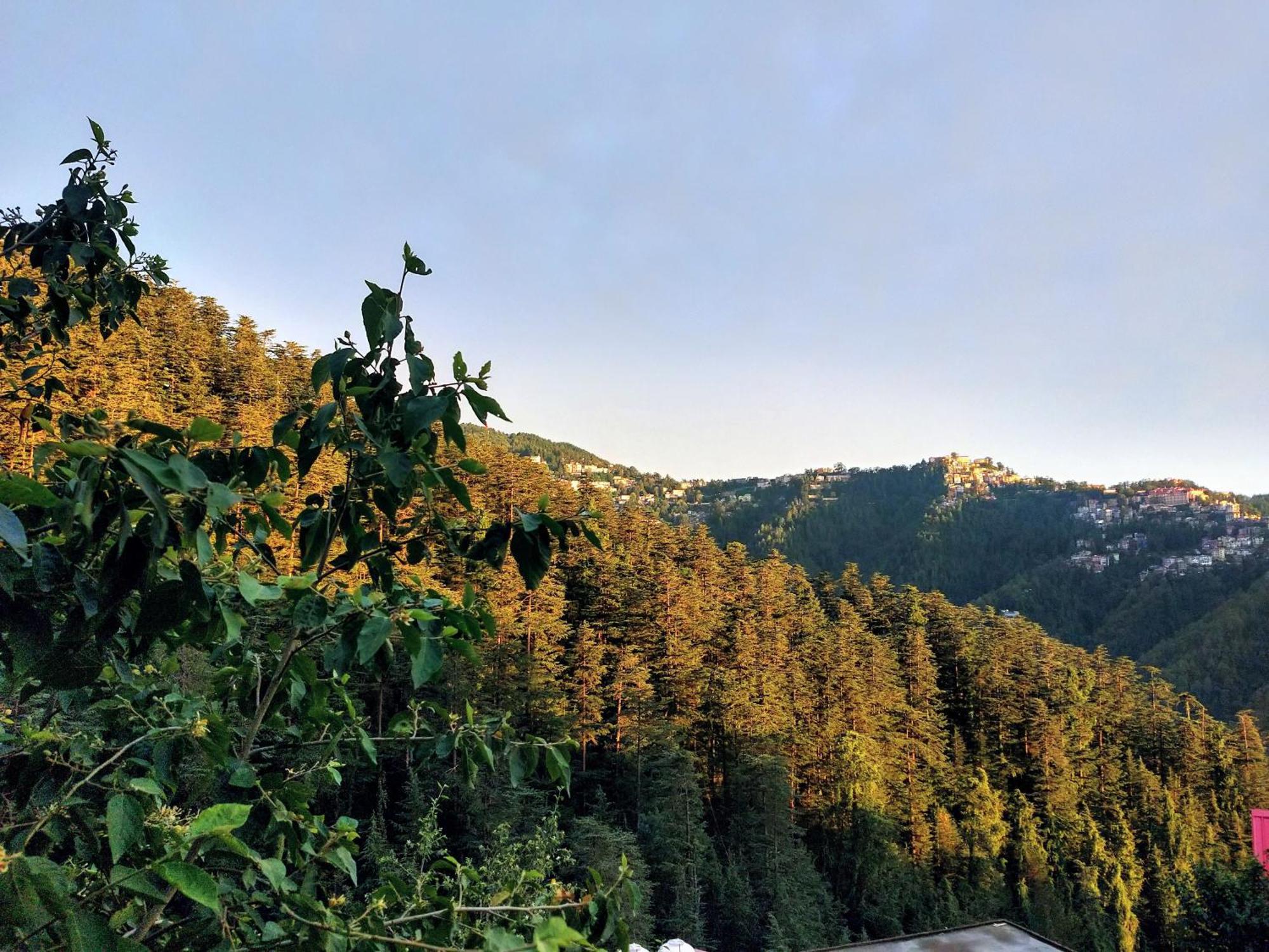 Neha Homestay Shimla Exteriör bild