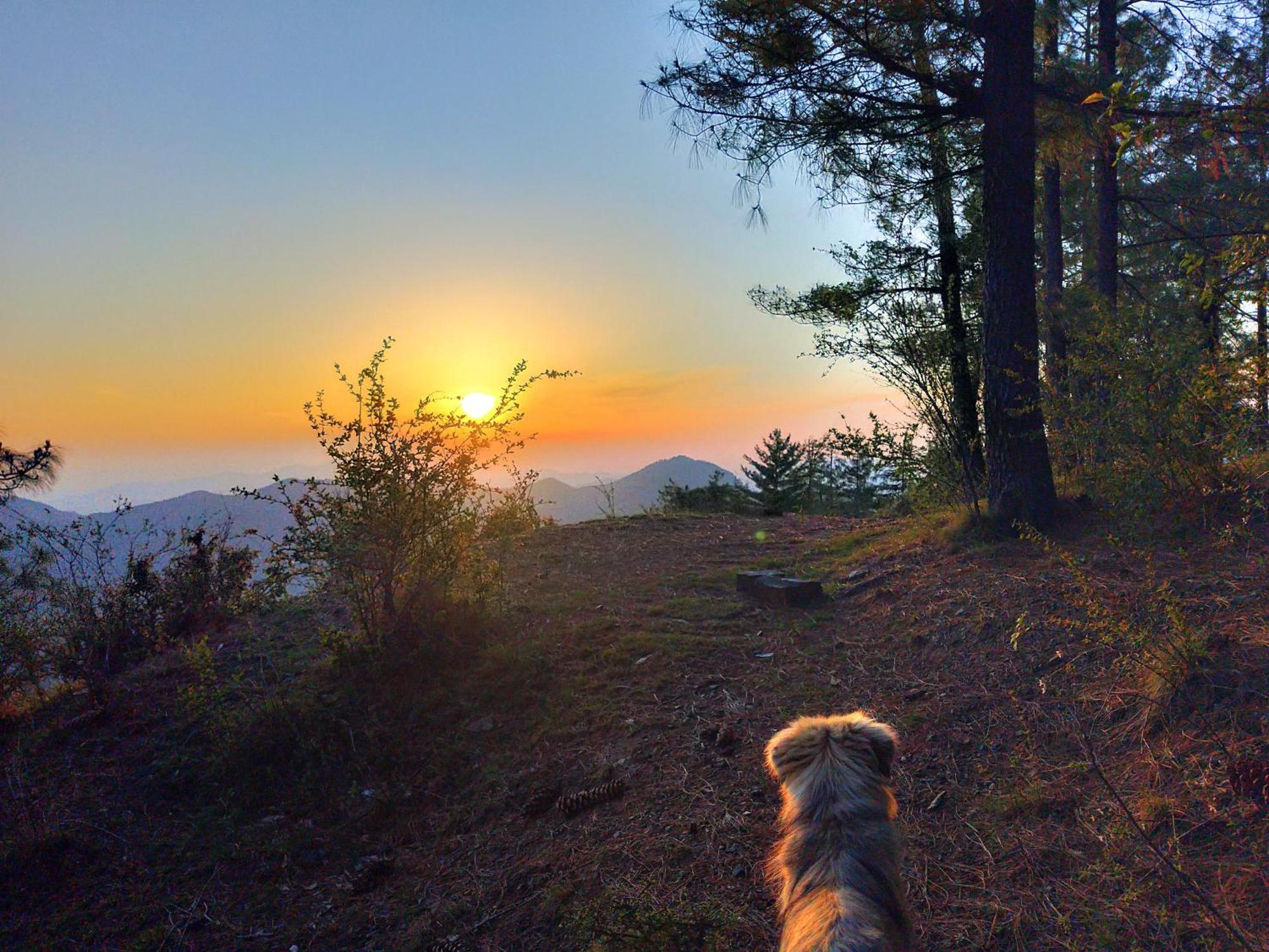 Neha Homestay Shimla Exteriör bild
