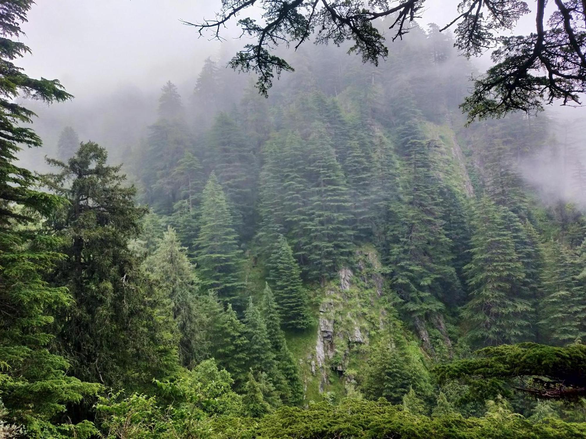 Neha Homestay Shimla Exteriör bild