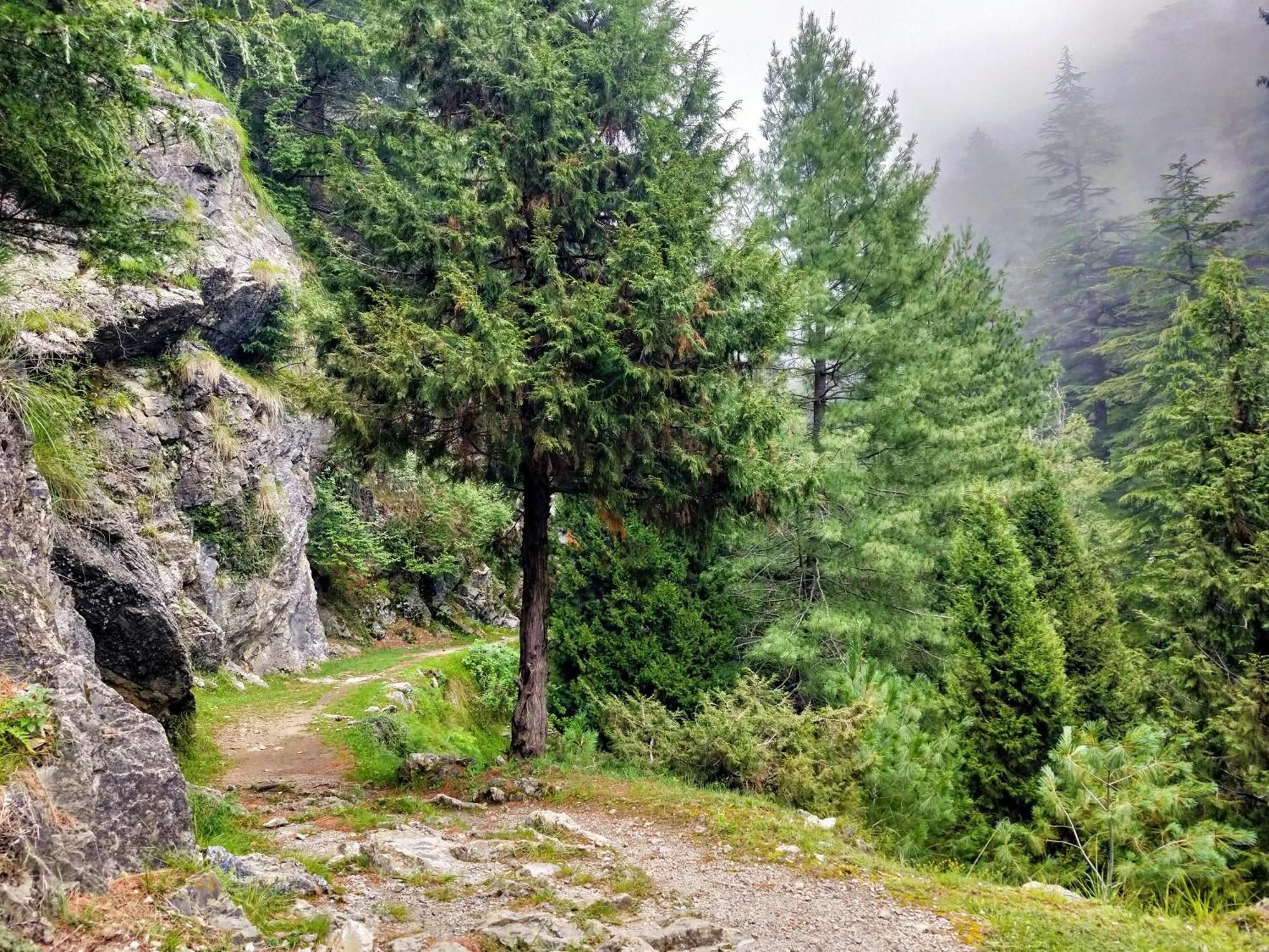 Neha Homestay Shimla Exteriör bild